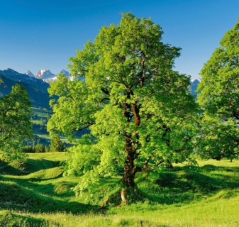 Sycamore maple in front of snow-capped Churfirsten peaks in mountain spring near Ennetbuehl in Toggenburg