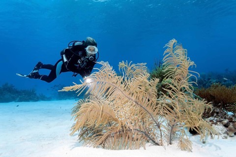 Diver looking at Slimy Sea Plume (Pseudopterogorgia americana) on sandy bottom