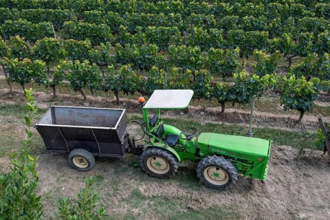 Tractor with trailer for grape harvest