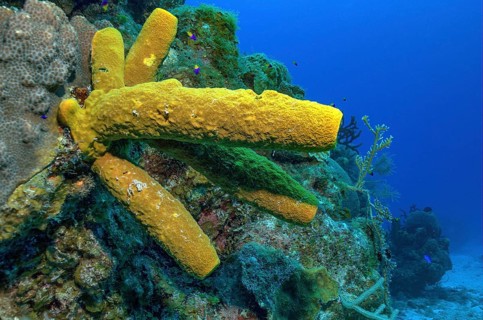 Yellow green candle sponge (Aplysina fistularis)