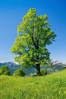 Freestanding sycamore in mountain spring