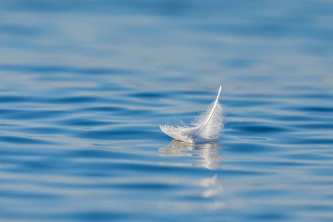 Close-up of a floating swan feather on blue water