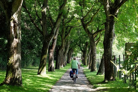 Cyclist on avenue at Lohrberg