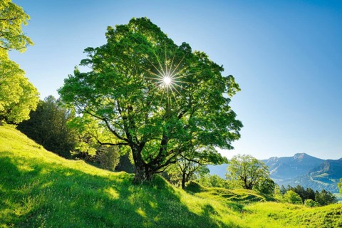 Sun shining through sycamore maple forming sun star