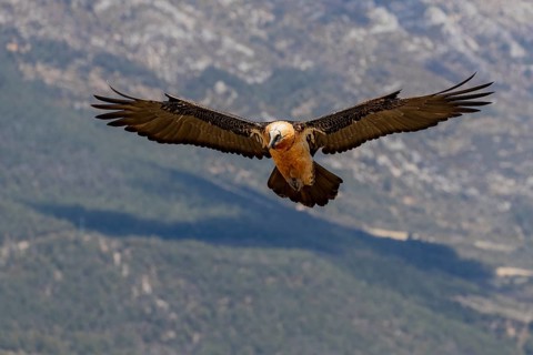 Bearded vulture (Gypaetus barbatus) adult in flight off Bergen