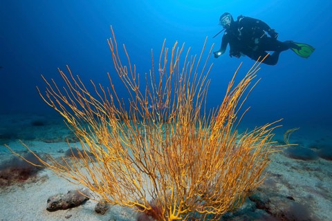 Atlantic shrub gorgonian (Muricea atlantica)