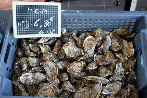 Oysters in a market