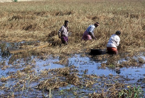 Harvesting paddy