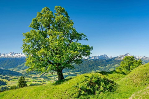 Freestanding sycamore in mountain spring