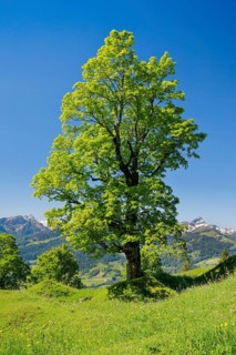 Freestanding sycamore in mountain spring