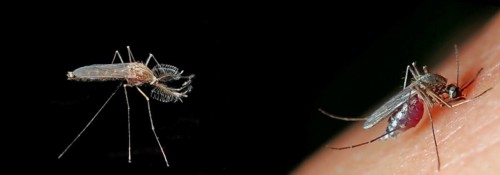 Northern house mosquito (Culex pipiens)