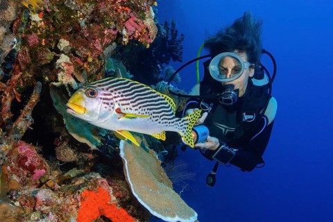 Diver looking at Diagonal banded Sweetlip (Plectorhinchus lineatus)