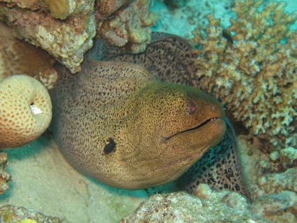 Giant Moray (Gymnothorax javanicus) moray