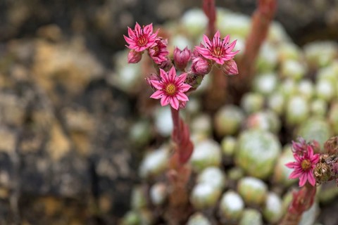 Flowers of Common Houseleek (Sempervivum tectorum)