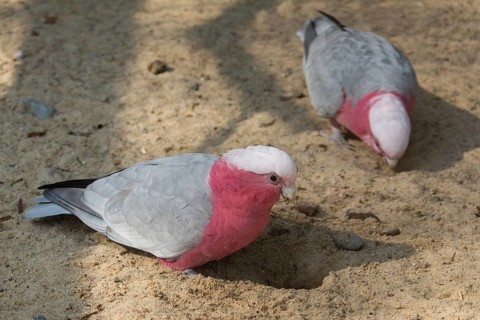 Galahs (Eolophus roseicapilla)