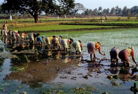 Rice paddy seedlings transplanting the field