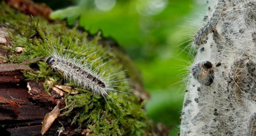 Caterpillars of the Oak Processionary Moth (Thaumetopoea processionea)