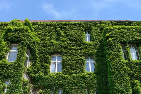 Facade greening