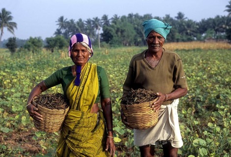 Holding harvested green gram (Vigna radiata) in a basket linn