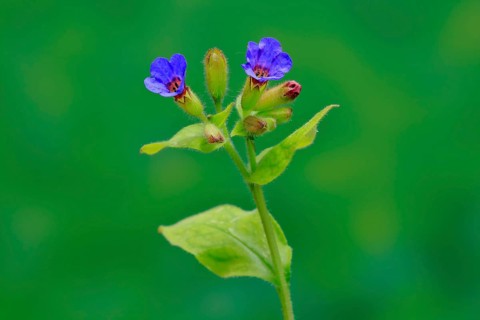 Common lungwort (Pulmonaria officinalis)