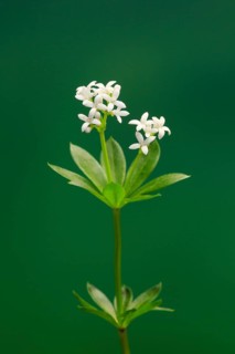 Woodruff (Asperula odorata)
