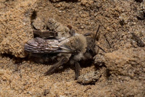 Grey-backed Mining-bee (Andrena vaga)