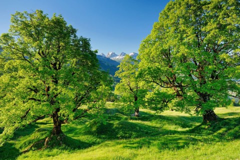 Sycamore maple grove in mountain spring with snow-capped Churfirsten peaks in the background