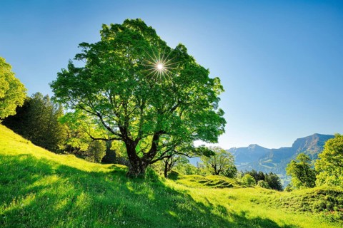 Sun shining through sycamore maple forming sun star