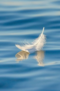 Close-up of a floating swan feather on blue water
