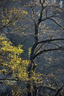 Autumn in Guam gorge