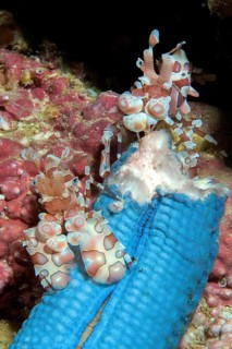 Pair of Eastern harlequin shrimp (Hymenocera picta) eating blue Linckia (Linckia laevigata)