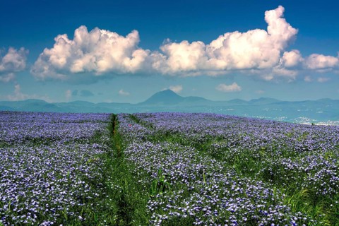 Flax (Linum usitatissimum) field in flower