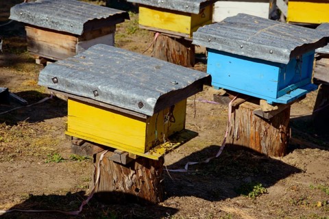 Beekeeping