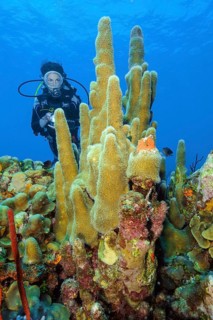 Diver looking at Pillar coral (Dendrogyra cylindrus)