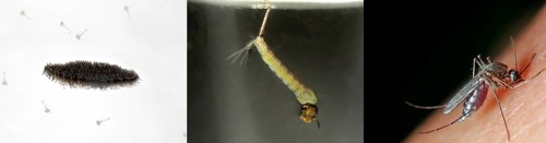 Northern house mosquito (Culex pipiens)