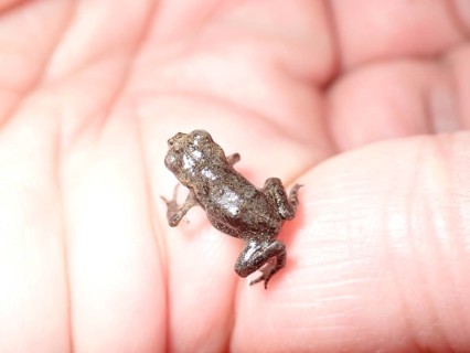 Small Common frog (Rana temporaria) on the hand of a human