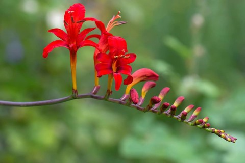 Montbretia (Crocosmia x crocosmiiflora)