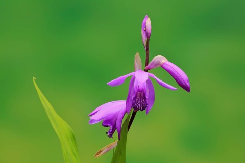 Chinese ground orchid (Bletilla striata)