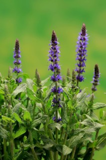 Woodland sage (Salvia nemorosa)