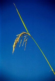 Paddy