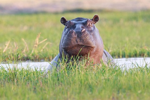 Hippo (Hippopotamus amphibius)