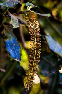 Blossom of the macadamia tree