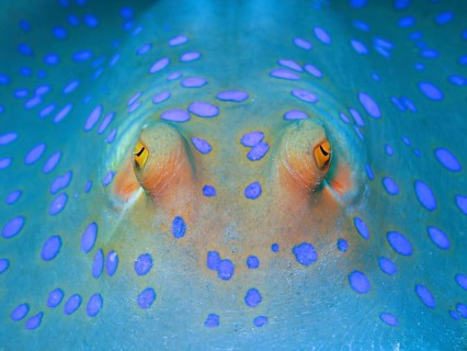 Bluespotted ribbontail ray (Taeniura lymma)