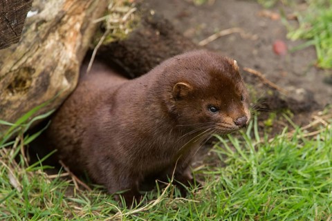American mink (Neovison vison)