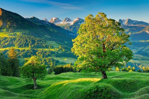 Sycamore maple in front of snow-covered Churfirsten at sunrise in mountain spring near Ennetbuehl in Toggenburg