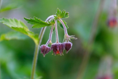 Bach clovewort (Geum rivale)