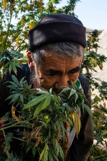 Friendly Sufi man standing in his bush of Marihuana