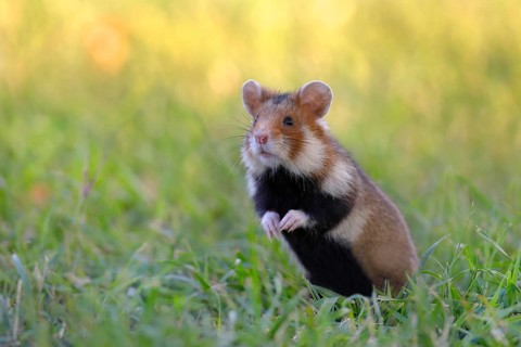 European hamster (Cricetus cricetus)