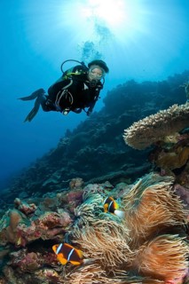 Diver looking at large sebae anemone (Heteractis crispa) with pair of orange fin clownfish (Amphiprion chrysopterus)