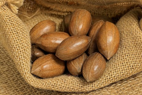 Pecan (Carya illinoinensis)